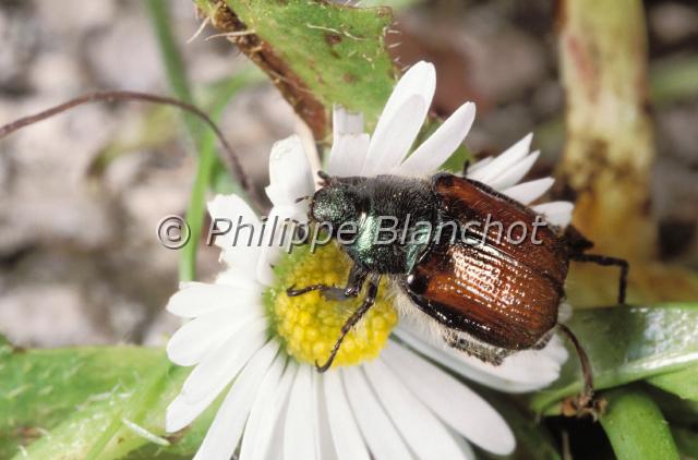 phyllopertha horticola.JPG - Phyllopertha horticolaHanneton des jardinsGarden Foliage BeetleColeoptera, Scarabaeidae, MelolonthinaeFrance